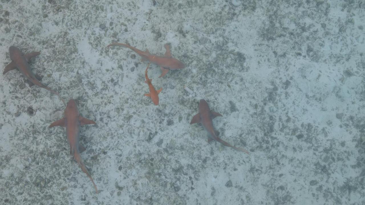 Alimas Holiday Retreat Maldives فيليدهو المظهر الخارجي الصورة